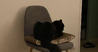 valerie pet sitter à LA MONTAGNE 44620