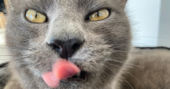 donia pet sitter à Arenthon 74800_1