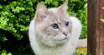 jade pet sitter à MARSEILLE 02 13002_2