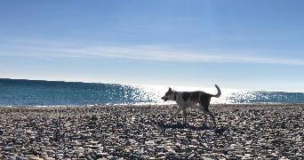 carole dog sitter à PALAVAS LES FLOTS 34250_2