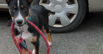 anouck pet sitter à Rennes 35000_4