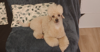 david pet sitter à MAGNY EN VEXIN 95420_2