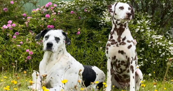 marie pet sitter à LE MANS 72000_1