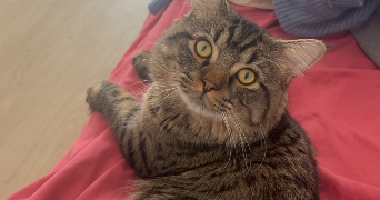 mylena cat sitter à BEZONS 95870_2