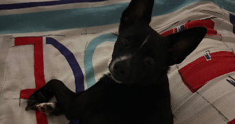 aline pet sitter à LE PETIT QUEVILLY 76140_5