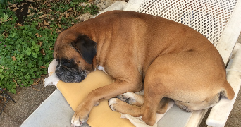 amandine pet sitter à ROYAT 63130_7