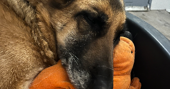 lucie pet sitter à CLERMONT FERRAND 63000_2