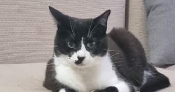 olivia pet sitter à MARSEILLE 08 13008_3