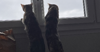 déborah pet sitter à NANTES 44300_5
