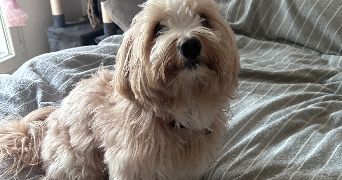 valerie pet sitter à GAGNY 93220_2