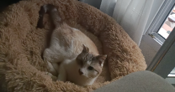 valentin pet sitter à ST NAZAIRE 44600_2