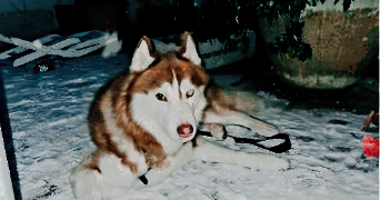 marine pet sitter à PARIS 20 75020_2