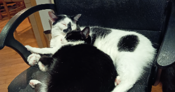 hypollène pet sitter à BREST 29200_2