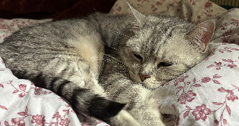 lou pet sitter à NANCY 54000_1