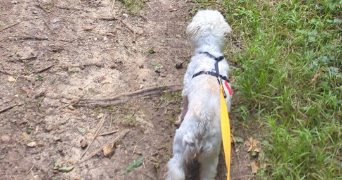 malou pet sitter à ELANCOURT 78990_8