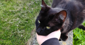lina pet sitter à ST JOSEPH 50700_2