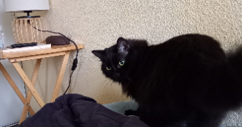 sylvie cat sitter à PERPIGNAN 66100_3