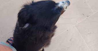 charlene pet sitter à BEZIERS 34500_5