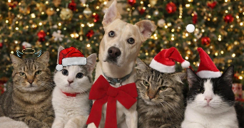 marine pet sitter à VILLERS GUISLAIN 59297_0