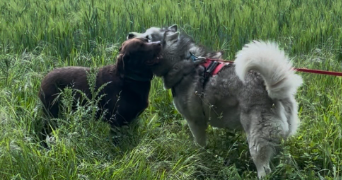 noa pet sitter à CREPY EN VALOIS 60800_1