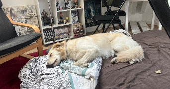 fanny pet sitter à VILLARD BONNOT 38190_6