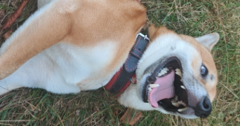 theo pet sitter à PAU 64000_3