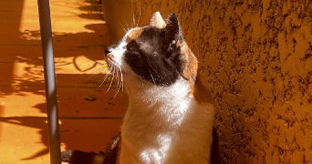 amelie pet sitter à TOULOUSE 31400_2