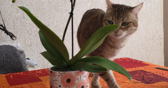 jimmy pet sitter à PARIS 14 75014_0