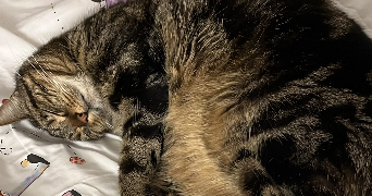 claude pet sitter à BRUMATH 67170_2