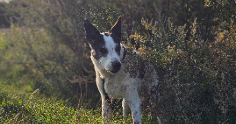 léa pet sitter à CHARNY 77410_6