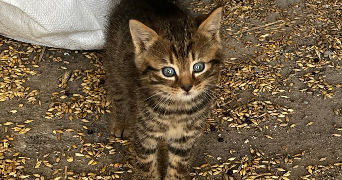 vincent cat sitter à VERSAILLES 78000_0