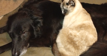 valérie pet sitter à LIAS 32600_6
