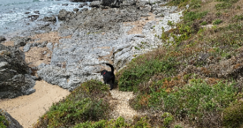 abigaïlle pet sitter à PORNIC 44210_1