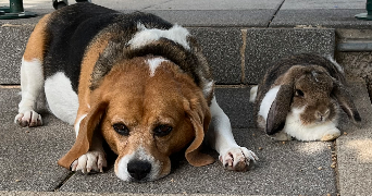 emma pet sitter à STRASBOURG 67100_2