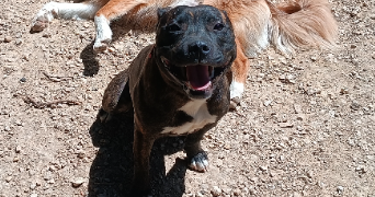 christopher pet sitter à VALLON EN SULLY 03190_0