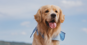 cassandra pet sitter à VEYRAC 87520_3