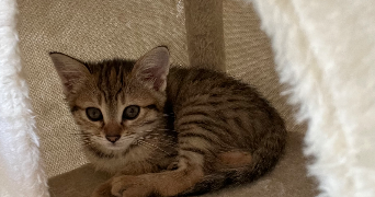 rita pet sitter à PARIS 13 75013_1