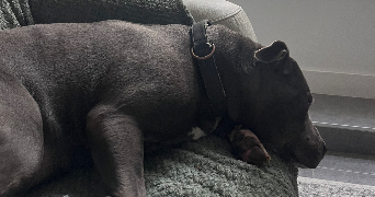 romane pet sitter à POITIERS 86000_4