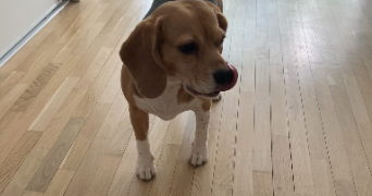 amandine pet sitter à PARIS 13 75013_2