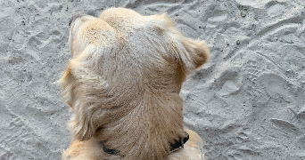 safiyya pet sitter à colleret 59680_8