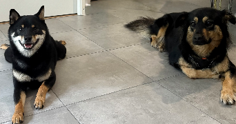 stanley pet sitter à TOULOUSE 31100_4