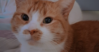 aurélie pet sitter à SOISSONS 02200_7