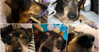 jorys pet sitter à FORBACH 57600_1