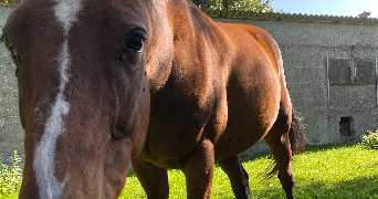 eloïse pet sitter à IZE 53160_4