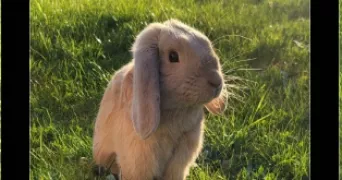 hélène pet sitter à LUDRES 54710