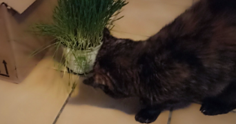giulia pet sitter à IVRY SUR SEINE 94200_3