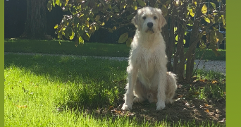 flavie pet sitter à ST ANDRE LE GAZ 38490_3