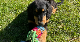 clarisse pet sitter à ORLEANS 45000_2