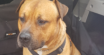 thomas pet sitter à LA FARE LES OLIVIERS 13580_1