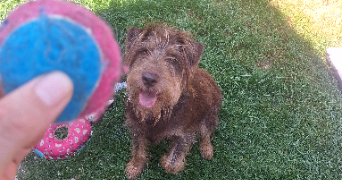 clémentine pet sitter à EYBENS 38320_4